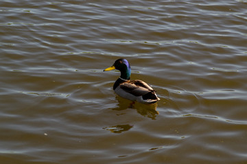 A male duck (drake) with a blue-green neck swims in the lake.