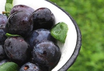 Purple fresh ripe organic plums in a iron withe  bowl  in the garden on blurred background. Fall harvest and jam making concept.