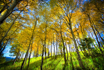 Colorado Aspens