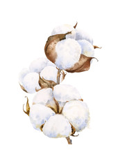 Watercolor illustration of a delicate branch of fluffy cotton.