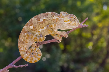 yellow chameleon © mehmetkrc