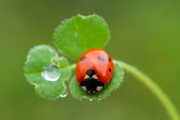 ladybird