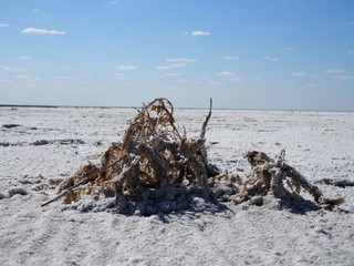 The small plant covered by white salt crystals on the surface of the white dry salt lake with...
