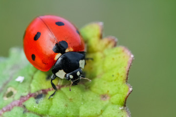 ladybug on leaf © mehmetkrc