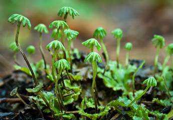 Gametophytes growing from surfaces of leaflike thaluses of a liverwort. Female gametophytes are umbrella-shaped, while male gametophytes (one at lower left) are flat on top. 