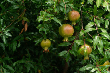 Pomegranate tree with ripe fruits. Raw organic antioxidant food