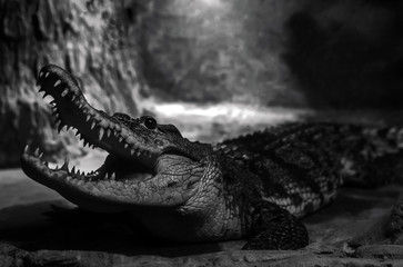 crocodile with a huge mouth attacks.
