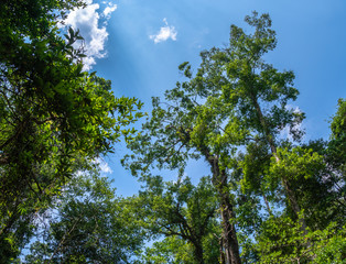 The morning light from the treetops in the great forest of Khao Yai National Park