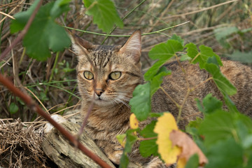 Naklejka na ściany i meble A cat hidden among the leaves