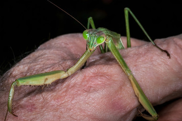 European praying mantis (Mantis religiosa) being held in man's hand. Note sharp spines on front legs, which are used to capture prey and, in this case, attempt an escape from capture.