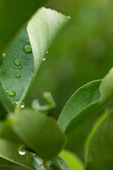 Green leaves background, fresh lemon plant