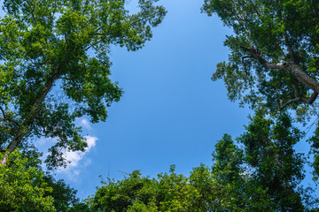 The morning light from the treetops in the great forest of Khao Yai National Park