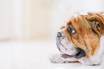 Portrait of English Bulldog with blank space,selective focus