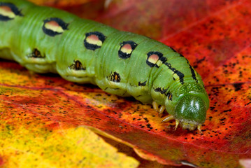 Larva of white-lined sphinx moth (Hyles lineata) traveling across forest floor in autumn in search of a place to pupate and spend the winter. 