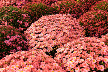 Soft blured flowers in living coral color. Color of the year 2019 concept.