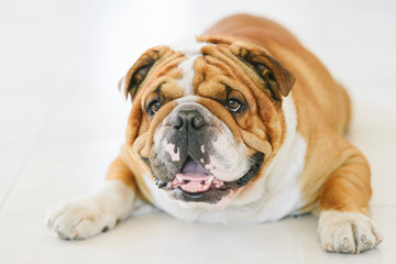Close up portrait of English Bulldog,selective focus