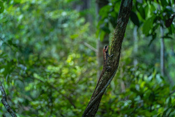A chameleon raises its neck when it encounters humans.