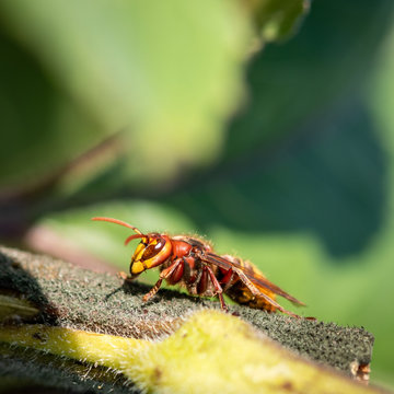 A hornet on a green leaf - closeup macroshot