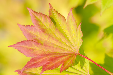 Colorful Japanese maple leaves in autumn, selective focus, nice bokeh (Acer shirasawanum aureum)