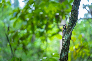 A chameleon raises its neck when it encounters humans.
