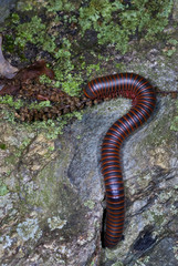 American giant millipede (Narceus americanus) eating oak flower on forest floor in Shenandoah National Park, Virginia.