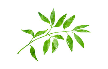 pencil-drawn branch with green leaves in dew