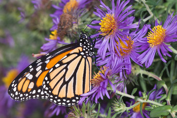 Fototapeta na wymiar Monarch butterfly (Danaus plexippus) nectaring on New England aster (Aster novae-angliae) in early fall in preparation for migration to Mexico.