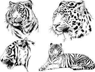 set of vector drawings on the theme of predators tigers are drawn by hand with ink tattoo logos	