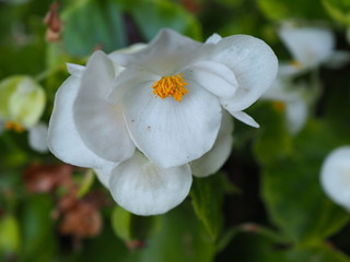Flor blanca en parterre