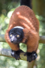 Red ruffed lemur (Varecia rubra, Roter Vari)
