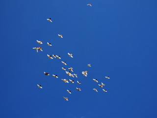 flock of white doves flies in the blue sky