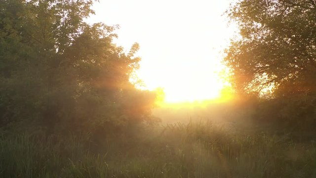 A drone flying over a summer blurred forest early in the morning. The sun's rays cut through the fog.