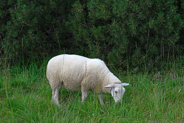 weißes Hausschaf (Berrichon du Cher) - white Sheep