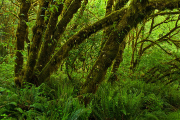 Moss-covered trunks of big-leaf maple trees (Acer macrophyllum) and western sword ferns...