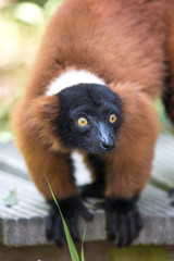 Red ruffed lemur (Varecia rubra, Roter Vari)