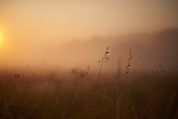 sunrise in a field with fog in summer
