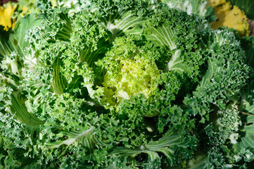 Bright green ornamental cabbage in the garden.