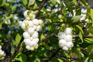 Bunches of snowberries in the garden, symphoricarpos.