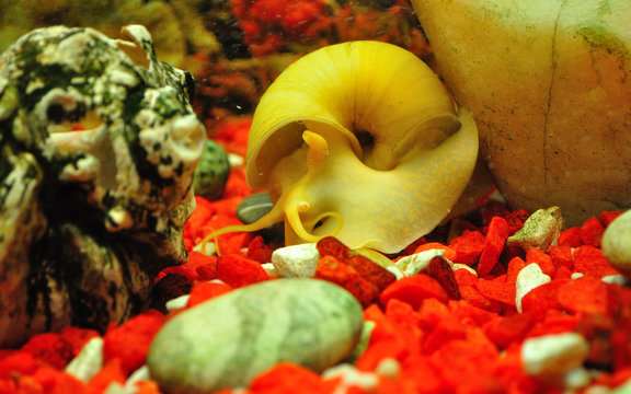 Snail ampulyarii in the aquarium, Pomacea bridgesii.