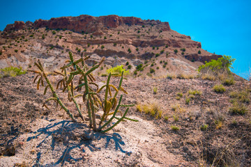 Ocotillo And Flat-Topped Mountain