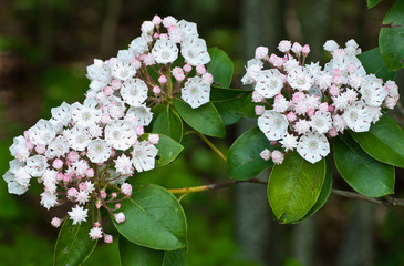 Mountain laurel (Kalmia latifolia) in mountains of central Virginia in spring. 