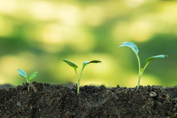 sequence of plants growing in the ground outdoors