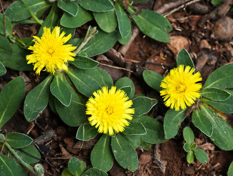 Mouse-ear hawkweed (Hieracium pilosella) in central Virginia in early spring