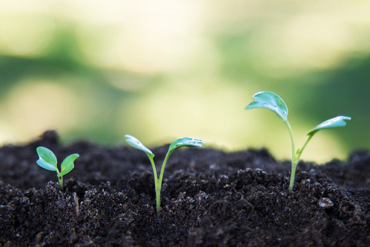 sequence of plants growing in the ground outdoors