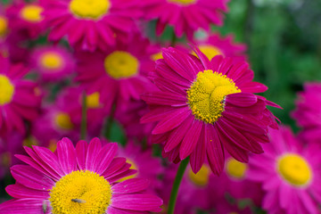 Beautiful Red Argyranthemum, Marguerite, Marguerite daisy or Dill daisy