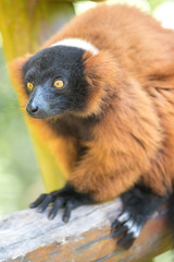 Red ruffed lemur (Varecia rubra, Roter Vari)