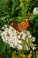 Butterfly sitting on a summer lilac or butterfly bush