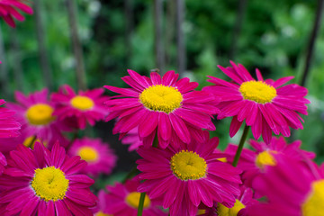 Obraz premium Beautiful Red Argyranthemum, Marguerite, Marguerite daisy or Dill daisy