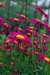 Fototapeta premium Beautiful Red Argyranthemum, Marguerite, Marguerite daisy or Dill daisy
