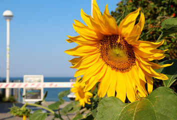 Sylt - the beautiful island is located in the north of Germany